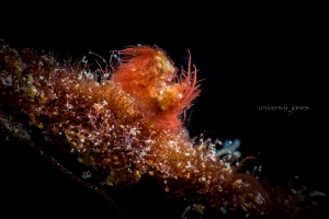 Phycocaris simulans - Hairy Shrimp (red) by Wayne Jones 